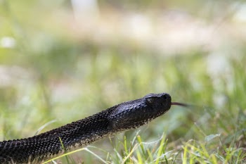 Eastern timber rattlesnake. Free public | Free Photo - rawpixel