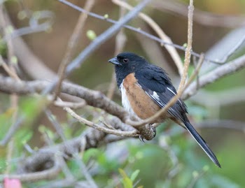 Eastern towhee bird. Free public | Free Photo - rawpixel