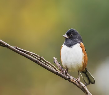 Eastern towhee bird. Free public | Free Photo - rawpixel