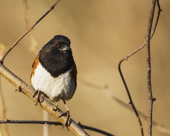 Eastern towhee bird. Free public | Free Photo - rawpixel