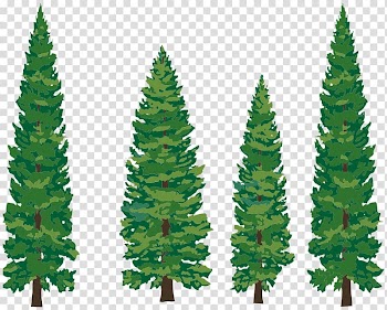 Eastern white pine Tree , Watercolor Christmas Tree transparent background PNG clipart
