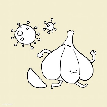 Eating garlic does not prevent coronavirus vector  | Free  vector - 2311985