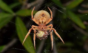 Eating Orange Barn Spider