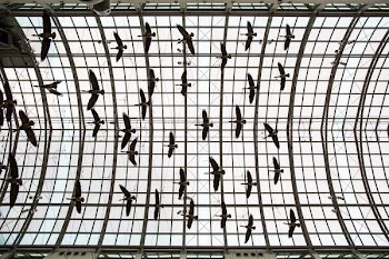 Eaton Centre Birds