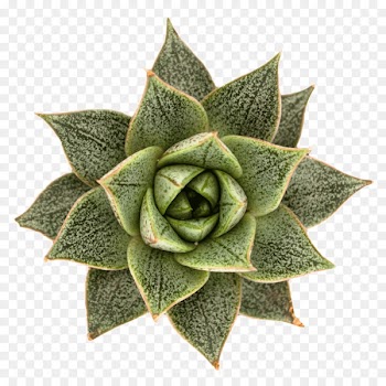 Echeveria purpusorum Designing with Succulents Succulent plant Cactaceae - echeveria 