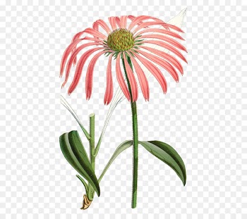 Echinacea Angustifolia, Purple Coneflower, Daisy Family, Flower, Flowering Plant PNG