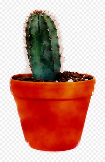 Echinocereus, Flowerpot, Cactus PNG