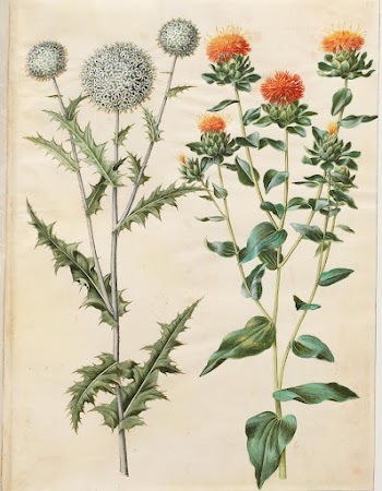 Echinops sphaerocephalus (common thistle ball);Carthamus | Free Photo - rawpixel