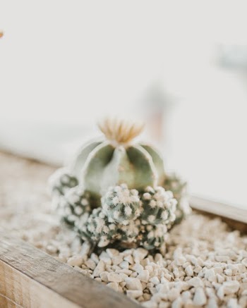Echinopsis Oxygona