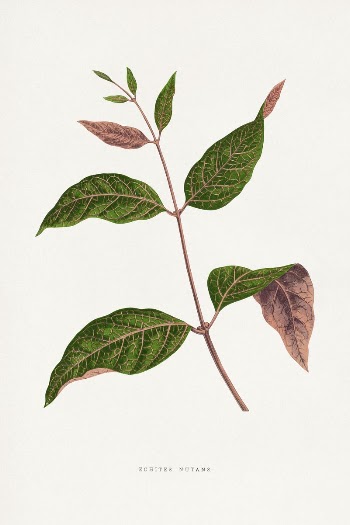 Echites Nutans leaf illustration from Les | Free Photo Illustration - rawpixel