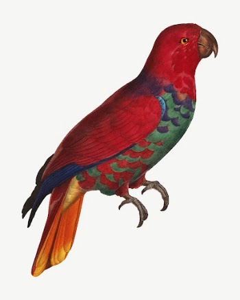 Eclectus parrot bird, vintage animal | Free PSD Illustration - rawpixel