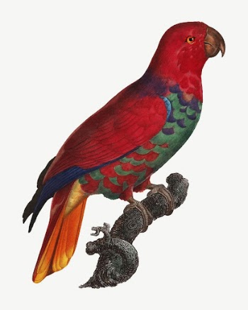 Eclectus parrot bird, vintage animal | Free PSD Illustration - rawpixel