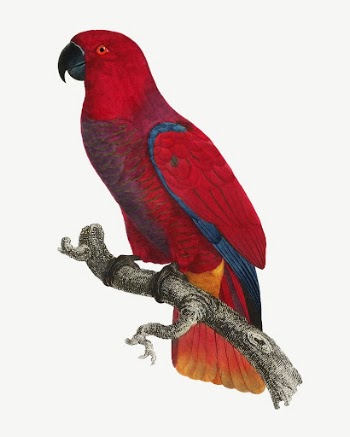 Eclectus parrot bird, vintage animal | Free PSD Illustration - rawpixel
