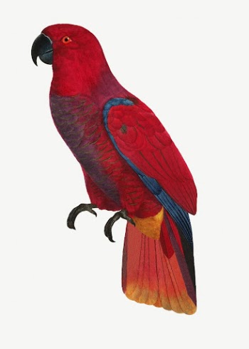 Eclectus parrot bird, vintage animal | Free PSD Illustration - rawpixel