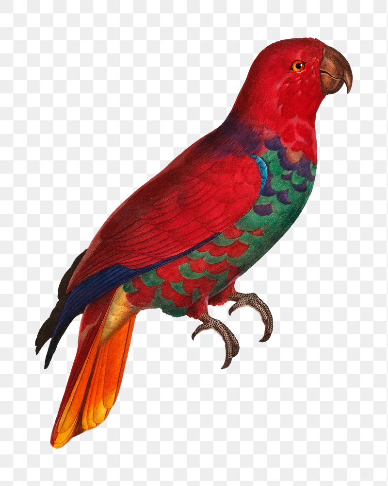 Eclectus parrot png bird sticker, | Free PNG Illustration - rawpixel