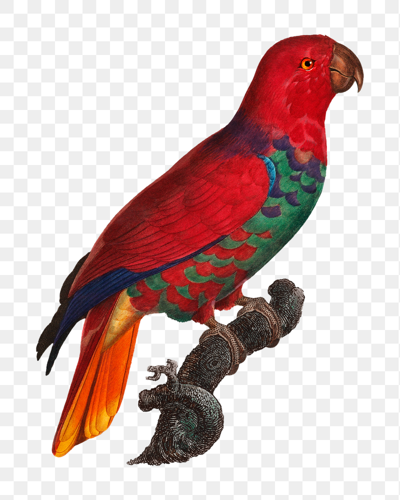 Eclectus parrot png bird sticker, | Free PNG Illustration - rawpixel