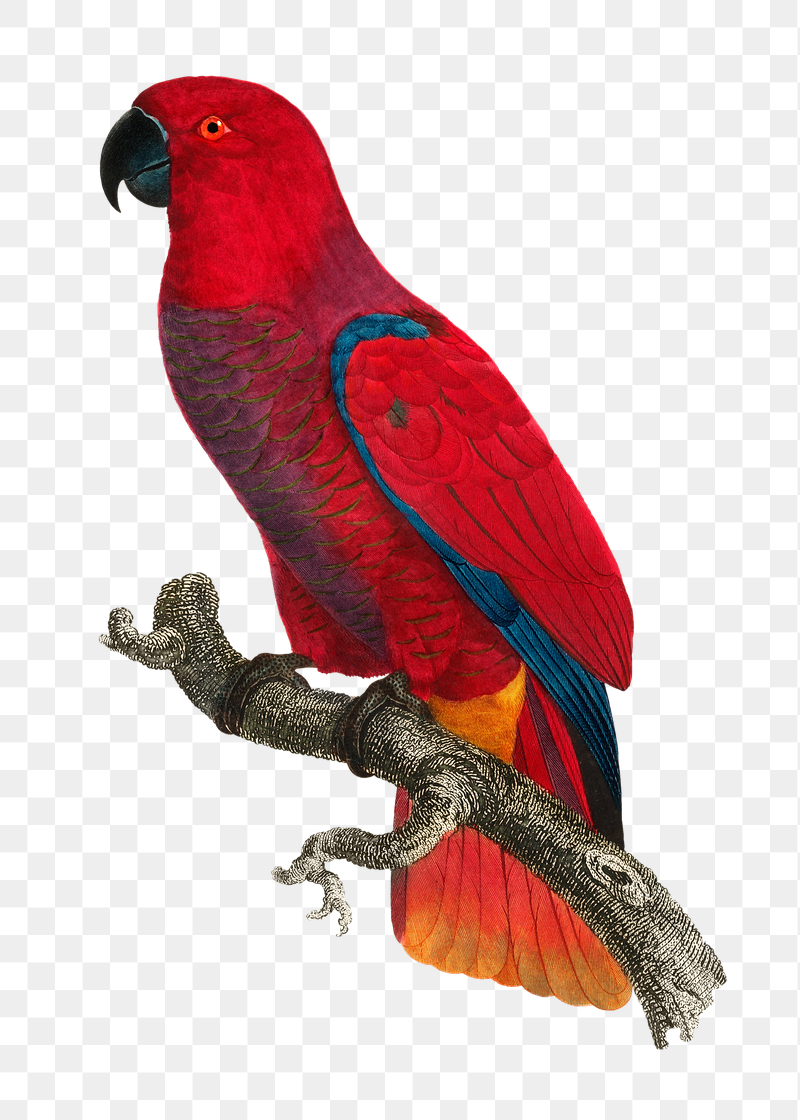 Eclectus parrot png bird sticker, | Free PNG Illustration - rawpixel