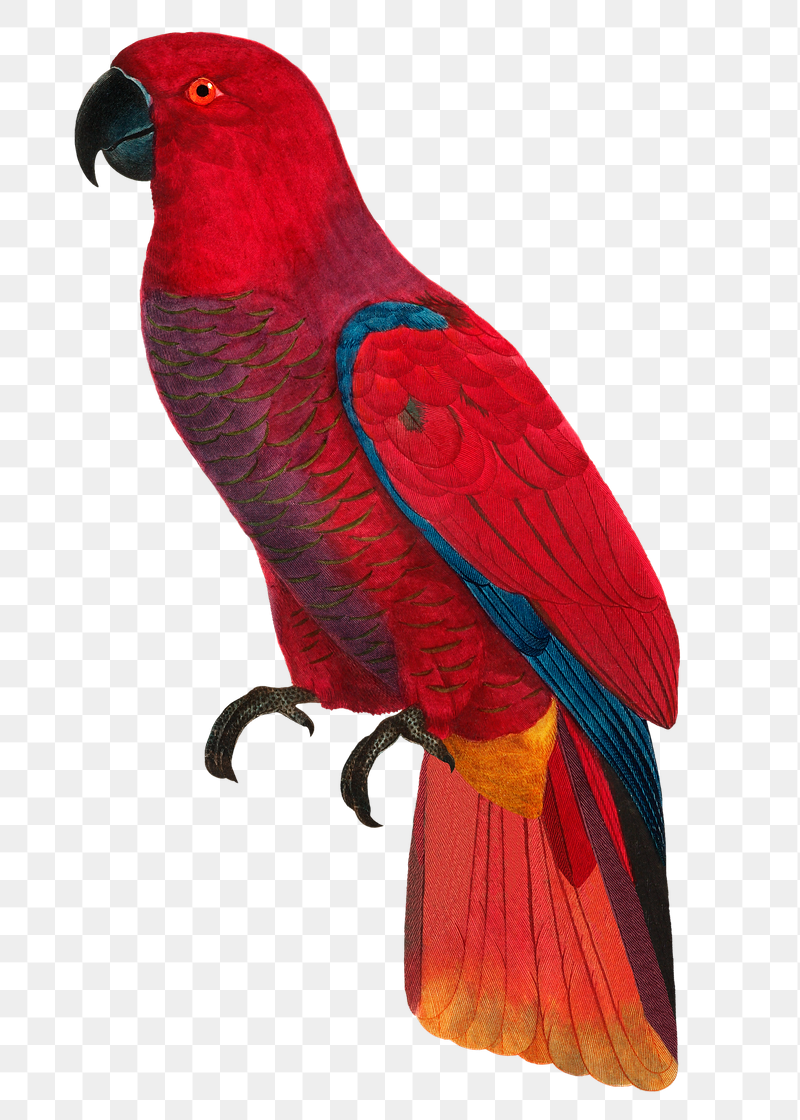 Eclectus parrot png bird sticker, | Free PNG Illustration - rawpixel