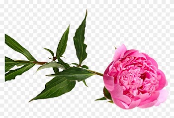 Eco Weddings - Common Peony