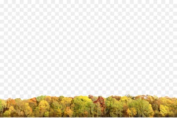 Ecoregion, Land Lot, Tree, Nature, Yellow PNG