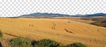 Ecoregion Soil Grassland Sand Land lot, Gold to wheat field transparent background PNG clipart
