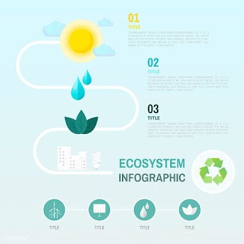 Ecosystem infographic environmental conservat.. | Free stock vector - 524486