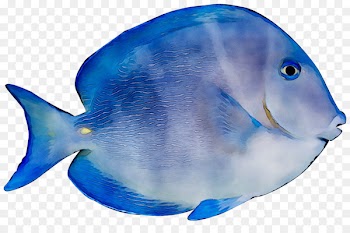 Ecosystem Water Coral reef fish Marine biology Fauna -  