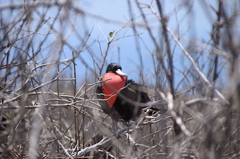 Ecuador wildlife bird | Free Photo - rawpixel
