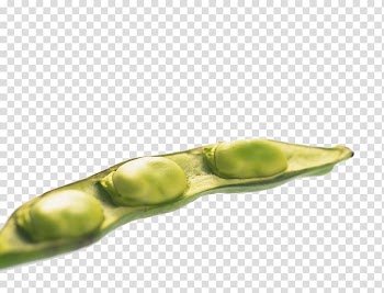 Edamame Broad bean Vegetable Pea, Beautiful green peas vegetables transparent background PNG clipart