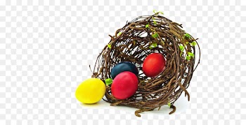 Edible birds nest Bird nest Egg - Nest egg 