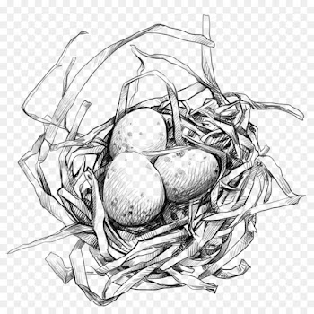 Edible birds nest Egg - Bird's Nest with Egg 
