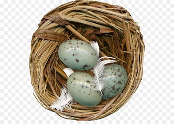 Edible birds nest Egg - Nest eggs 