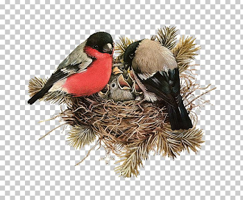 Edible Birds Nest PNG, Clipart, Animals, Beak, Bird, Bird Nest ...