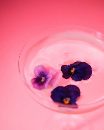 Edible Flowers Against Pink Background · Free Stock Photo