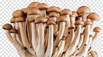 Edible mushroom Fungus Medicinal fungi Vegetable, fungi transparent background PNG clipart