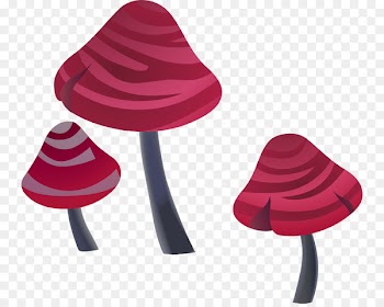 Edible mushroom Fungus Mushroom hunting Mycena inclinata - mushroom 
