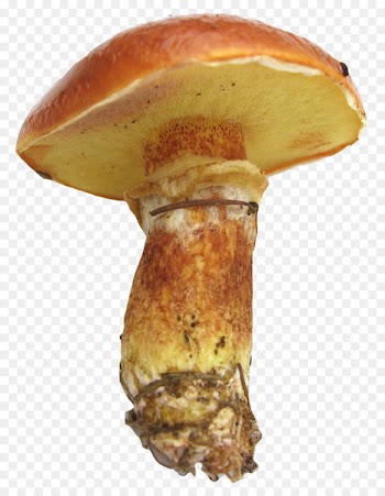 Edible mushroom Icon - Mushroom 
