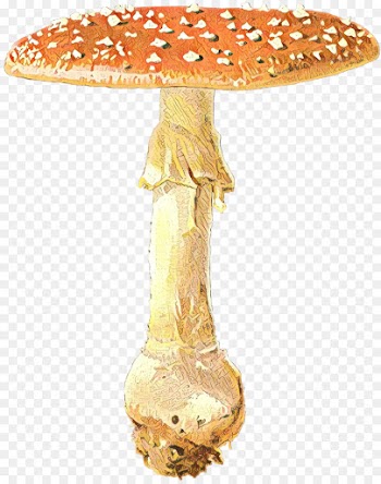 Edible Mushroom, Medicinal Fungi, Mushroom, Medicinal Mushroom PNG