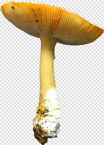 Edible mushroom Medicinal fungi, mushroom transparent background PNG clipart