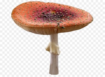 Edible mushroom Photography - Fairy tale mushroom 