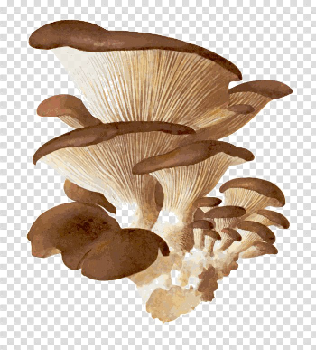 Edible Mushroom PNG Download Image