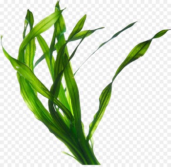 Edible seaweed Kelp Irish Moss Eucheuma - plant 