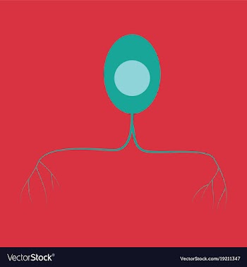 Education chart of biology for nerve cell diagram vector image