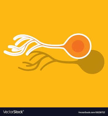 Education chart of biology for nerve cell diagram vector image