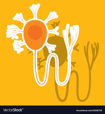 Education chart of biology for nerve cell diagram vector image