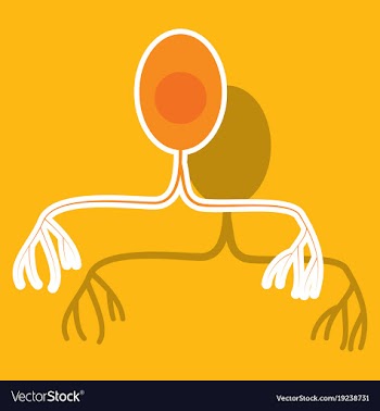 Education chart of biology for nerve cell diagram vector image
