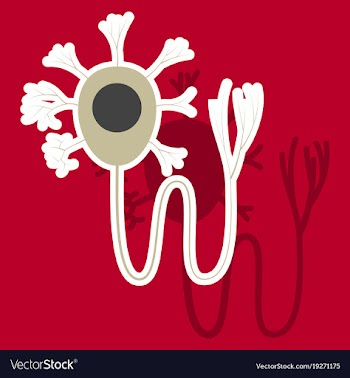 Education chart of biology for nerve cell diagram vector image