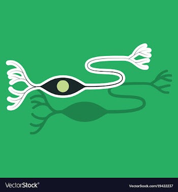 Education chart of biology for nerve cell diagram vector image