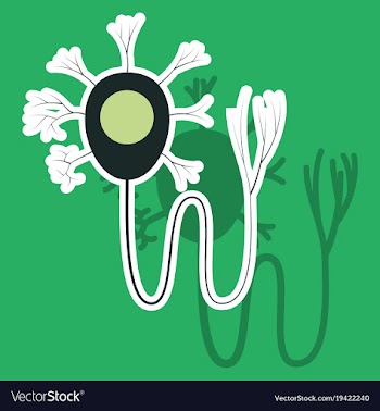 Education chart of biology for nerve cell diagram vector image