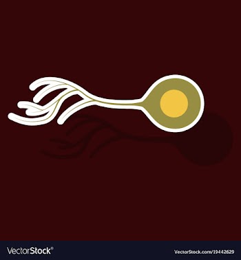 Education chart of biology for nerve cell diagram vector image